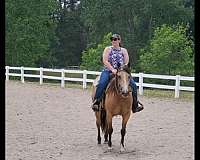 quarter-horse-for-sale