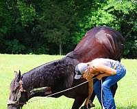 beginner-safe-friesian-horse