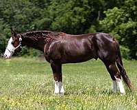 exceptional-pedigree-horse