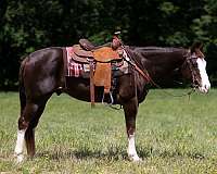 apha-quarter-horse