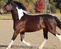 friesian-mare