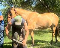 zebra-quarter-horse