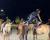 gorgeous-quarter-horse