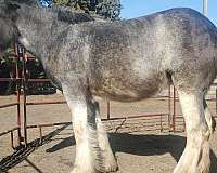 clydesdale-mare