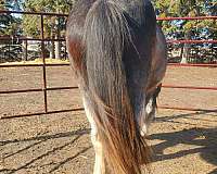 clydesdale-horse-for-sale