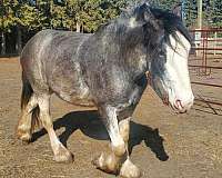 clydesdale-horse