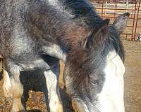 beauty-clydesdale-horse