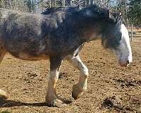 grey-clydesdale-mare