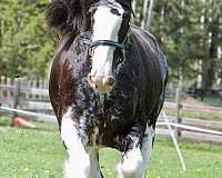 clydesdale-horse