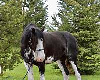 black-clydesdale-mare