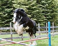 clydesdale-mare