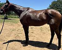 macho-thoroughbred-horse