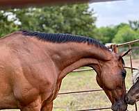 open-halter-thoroughbred-horse