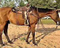 big-horse-gelding