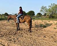 kentucky-bred-gelding