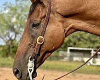 open-halter-horse