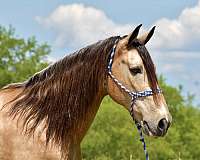 trail-horse-tennessee-walking