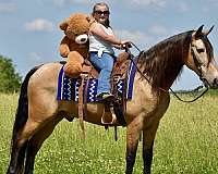 family-horse-tennessee-walking