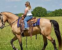 gaited-horse-tennessee-walking