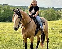 western-horse-tennessee-walking