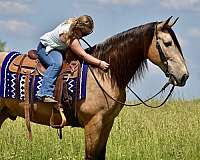 western-dressage-horse-tennessee-walking