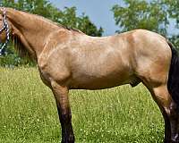 trail-horse-for-sale-tennessee-walking