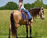 tennessee-walking-horse