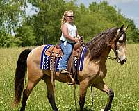 traffic-safe-horse-tennessee-walking