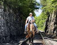 smooth-gaited-horse-tennessee-walking