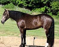 buckskin-white-horse