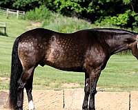 beginner-friesian-horse