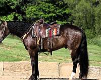 dappled-friesian-horse