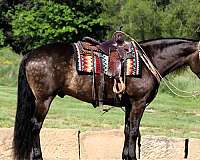 driving-friesian-horse