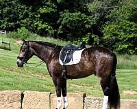 harness-friesian-horse