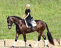 flashy-friesian-horse