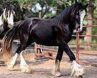 black-gypsy-vanner-colt