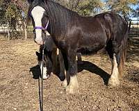 central-texas-gypsy-vanner-horse