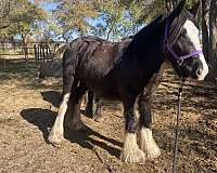 age-gypsy-vanner-horse