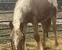 blanket-with-spots-blaze-roaning