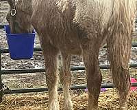 appaloosa-mare-colt