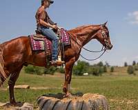 beginner-quarter-horse