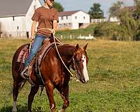 lesson-quarter-horse