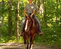 buckskin-quarter-horse-gelding