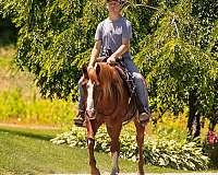 buckskin-all-around-horse