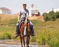 buckskin-athletic-horse