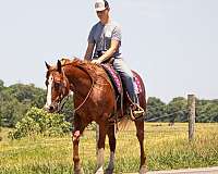 buckskin-beginner-horse