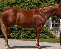 buckskin-lesson-horse