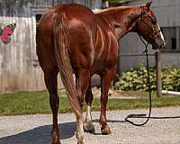 buckskin-trail-horse