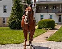 buckskin-youth-horse