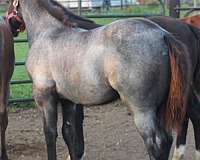 double-bred-colt